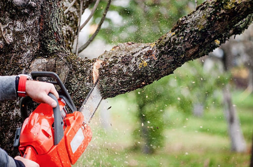Trusted Tree Service Manassas VA Professionals Providing Safe Tree Work