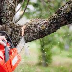 Trusted Tree Service Manassas VA Professionals Providing Safe Tree Work