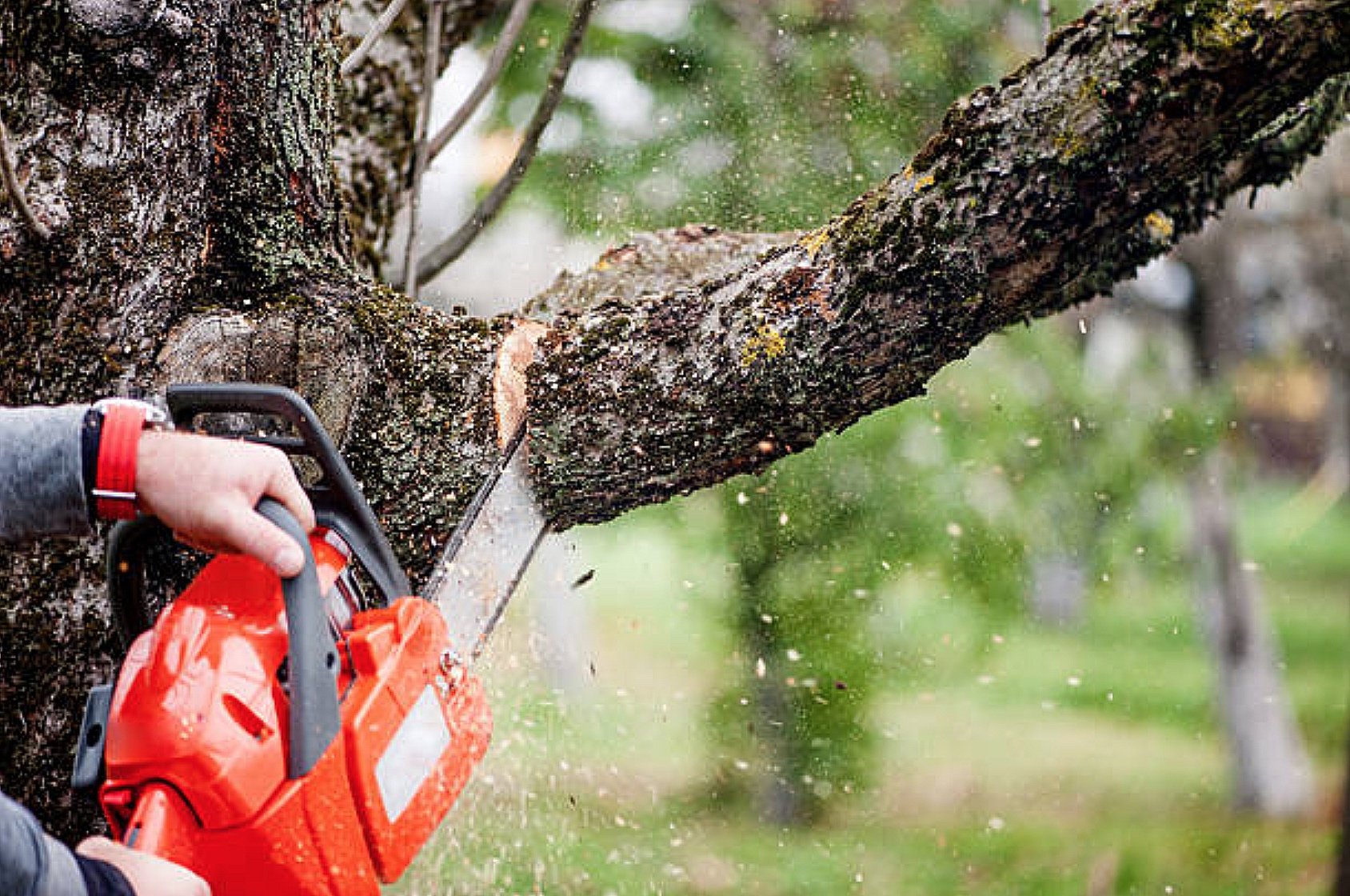 Trusted Tree Service Manassas VA Professionals Providing Safe Tree Work