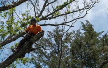 Choose Tree Care Enterprises-Lake Geneva for Professional Tree Care