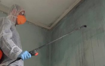 Fast and Reliable Henrico Mold Remediation Service Near You