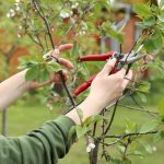 Reliable Arborist Support through tree surgeon Heald Green Expert Services