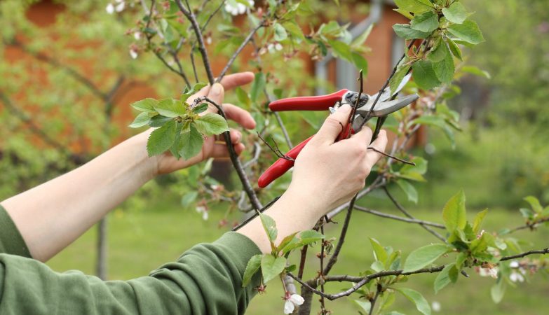 Reliable Arborist Support through tree surgeon Heald Green Expert Services