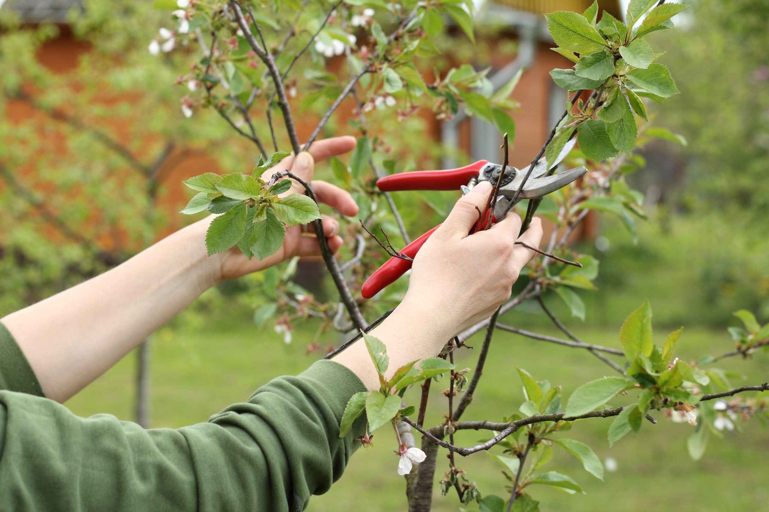 Reliable Arborist Support through tree surgeon Heald Green Expert Services