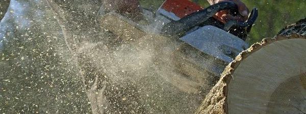 Quality Tree Removal Service Mobile with Skilled Arborists