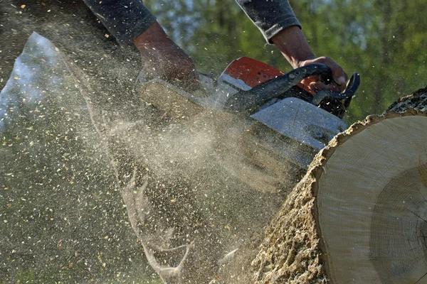 Quality Tree Removal Service Mobile with Skilled Arborists