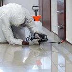 Local Pest Control Near Me for Effective Pest Removal