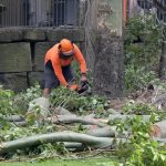 Professional Tree Service Mobile Solutions