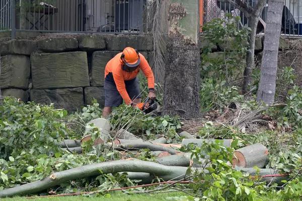 Professional Tree Service Mobile Solutions