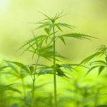 Understanding Hemp-Derived Cannabinoid Products and Consumer Considerations