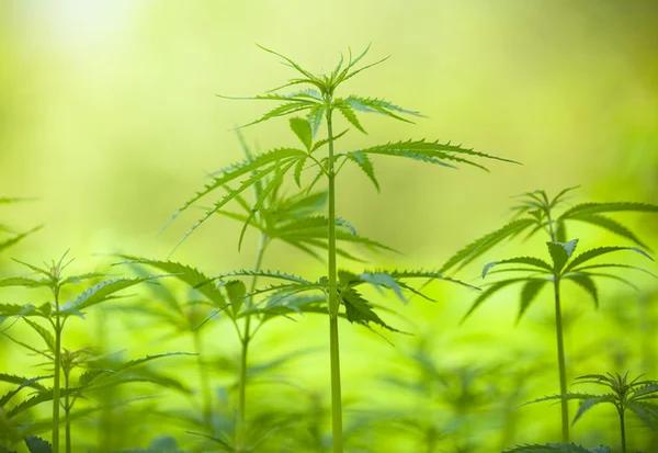 Understanding Hemp-Derived Cannabinoid Products and Consumer Considerations